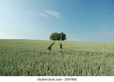 Tree on wheat field