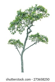 Tree On A White Background