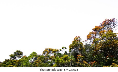 Tree on white background - Shutterstock ID 574237018