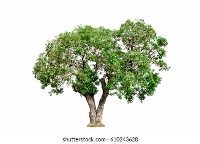 Tree Isolated On White Background Stock Photo 410131102 | Shutterstock