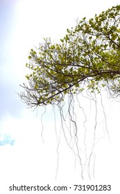 Tree on white background