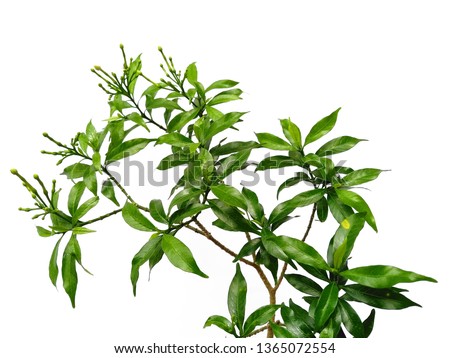 Tree on white background. Green leaves isolated on white background. 