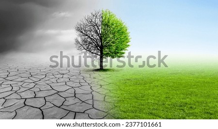 Tree with one bare and one leafy side before environment