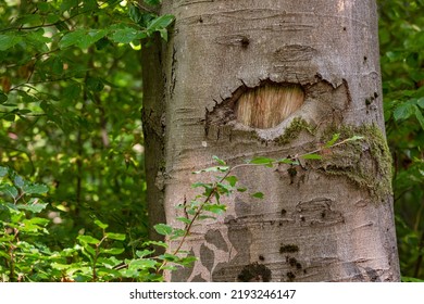 Tree with one eye in a German forest