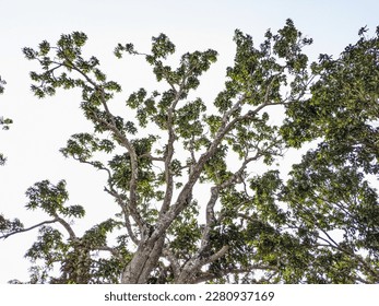 The tree is one of the most essential resources in this world. The tree can be used as fuel, medicine and so much more. They are beautiful and provide shade. Trees also help protect our planet by abso