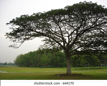 tree in the open