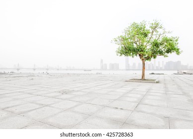 A Tree In The Open Space Of The City