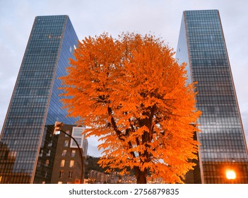 A tree with orange leaves between two skyscrapers in the city of Bilbao