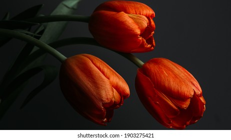 Tree orange tulips on dark background
