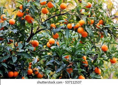 tree with oranges