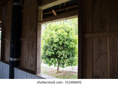 tree out of  window