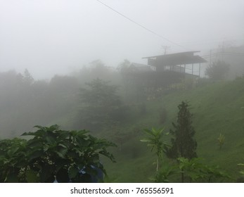TREE OVER FOGGING COTAGE BACKGROUND