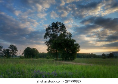 Tree Over A Grassy Field In Oakville Ontario 