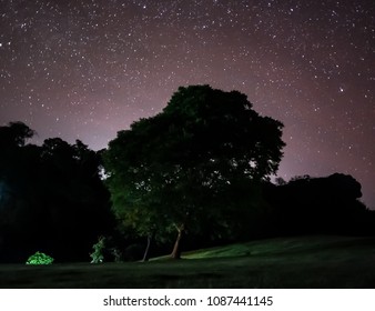 Tree over the hill