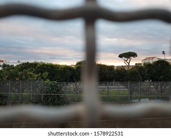 a tree over the net