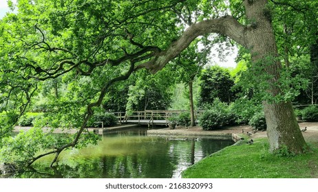 A Tree Overhang A Lake Casting A Reflection Of Its Branches In The Water
