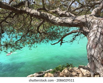 Tree Overhanging Clear Blue Sea