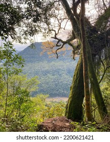 Tree Overlooking Rio Das Antas In Serra Gaúcha