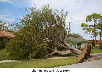 2,142 Overturned Tree Images, Stock Photos & Vectors | Shutterstock