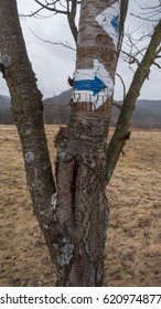 Tree with painted arrow on it