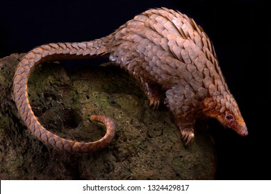 Tree Pangolin (Phataginus Tricuspis)