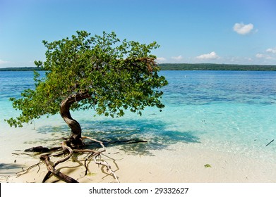 Tree in Paradise, Mangrove hanging over a beach. Caribbean, Cayo Sombrero, Venezuela.