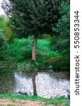 tree in park