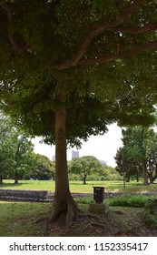 Tree in park
