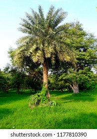 Tree in park
