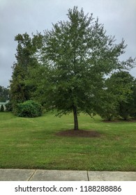 Tree at the park.