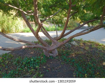 tree at the park