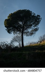 A tree in the park.