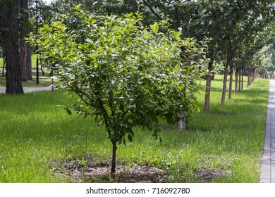 Tree in the park
