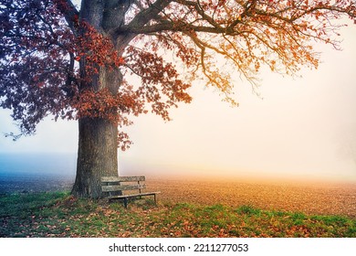 Tree park bench autumn fall season foggy background. - Shutterstock ID 2211277053