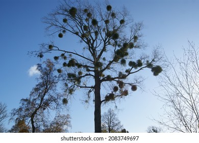 A tree in the park with mistletoe. Blue sky and tree.