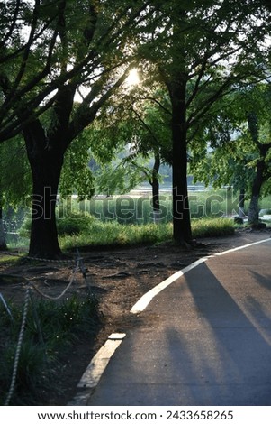 tree, park, Outdoor, Walking trails, afternoon, a clear day
