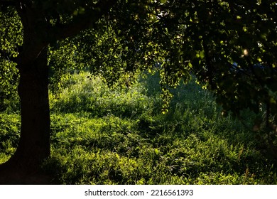 Tree In Park In Summer. Hot Day. Shade In Park On Sunny Day. Green Grass.