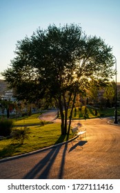tree in the park at sunset