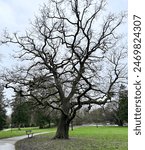 Tree park Swansea Field Oak 