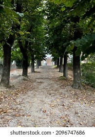 Tree pathway ramp with a view