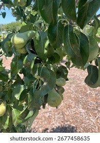 Tree of pears
Not ready yet 