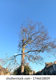 tree peckham winter blue sky