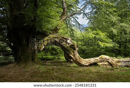 A TREE WITH A PECULIAR SHAPE IN THE FOREST