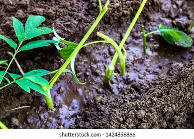 Tree Peony Branches For Rooting