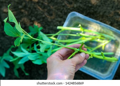 Tree Peony Branches For Rooting