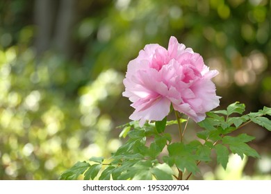 Tree Peony In Full Blooming