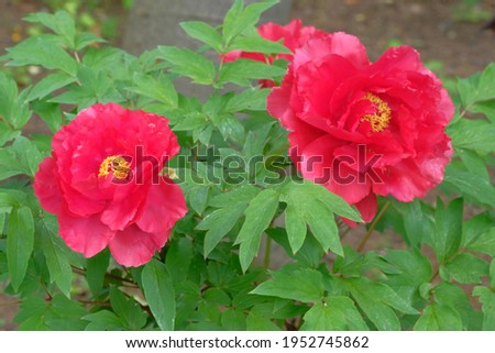 tree peony in full blooming