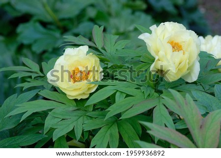 tree peony in full blooming