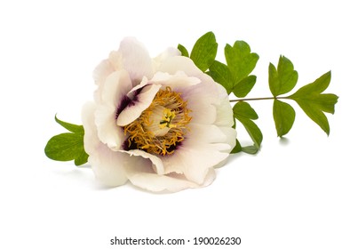 Tree Peony On A White Background