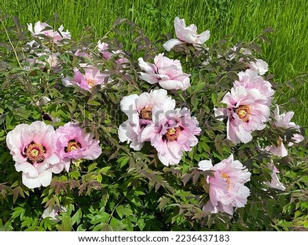 tree Peony pink white flowers in the spring garden.